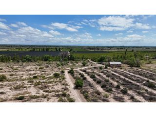 Foto 19 de VENTA DE FINCA CON BODEGA EN PRODUCCIÓN - SANTA ROSA, MZA