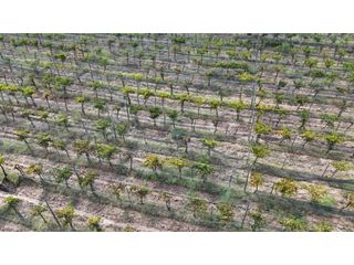 Foto 27 de VENTA DE FINCA CON BODEGA EN PRODUCCIÓN - SANTA ROSA, MZA