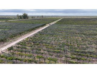 Foto 32 de VENTA DE FINCA CON BODEGA EN PRODUCCIÓN - SANTA ROSA, MZA
