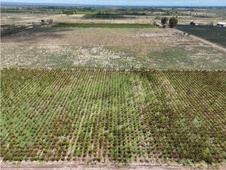 Foto 25 de VENTA DE FINCA CON BODEGA EN PRODUCCIÓN - SANTA ROSA, MZA