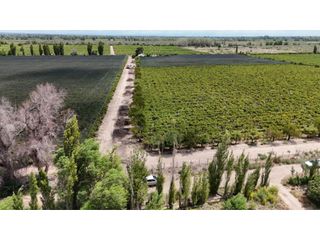 Foto 20 de VENTA DE FINCA CON BODEGA EN PRODUCCIÓN - SANTA ROSA, MZA