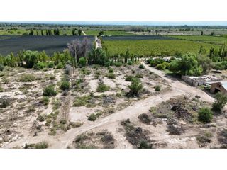 Foto 18 de VENTA DE FINCA CON BODEGA EN PRODUCCIÓN - SANTA ROSA, MZA