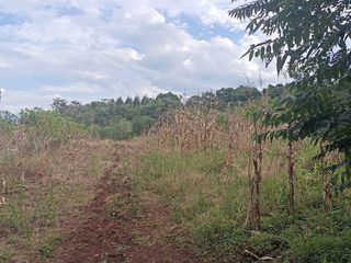 Foto 12 de CHACRA DE 56 HAS. (90% SUELO 9), GOBERNADOR ROCA, MISIONES. VENTA