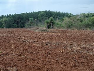 Foto 1 de CHACRA DE 56 HAS. (90% SUELO 9), GOBERNADOR ROCA, MISIONES. VENTA