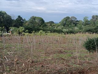 Foto 11 de CHACRA DE 56 HAS. (90% SUELO 9), GOBERNADOR ROCA, MISIONES. VENTA