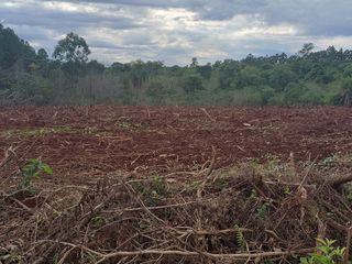Foto 4 de CHACRA DE 56 HAS. (90% SUELO 9), GOBERNADOR ROCA, MISIONES. VENTA