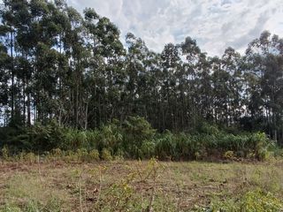 Foto 17 de CHACRA DE 56 HAS. (90% SUELO 9), GOBERNADOR ROCA, MISIONES. VENTA
