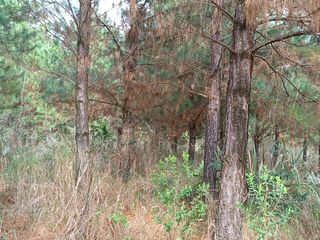 Foto 15 de CHACRA DE 56 HAS. (90% SUELO 9), GOBERNADOR ROCA, MISIONES. VENTA