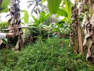 Foto 61 de FINCA PRODUCTIVA EN VENTA EN BOLO LA ITALIA 