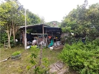 Foto 54 de FINCA PRODUCTIVA EN VENTA EN BOLO LA ITALIA 