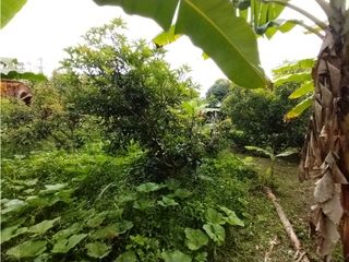 Foto 72 de FINCA PRODUCTIVA EN VENTA EN BOLO LA ITALIA 