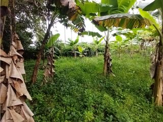 Foto 20 de FINCA PRODUCTIVA EN VENTA EN BOLO LA ITALIA 