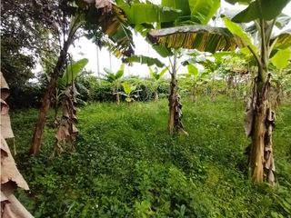 Foto 19 de FINCA PRODUCTIVA EN VENTA EN BOLO LA ITALIA 
