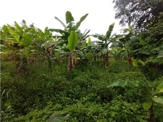 Foto 36 de FINCA PRODUCTIVA EN VENTA EN BOLO LA ITALIA 