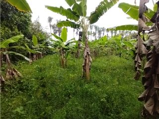 Foto 42 de FINCA PRODUCTIVA EN VENTA EN BOLO LA ITALIA 