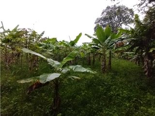 Foto 11 de FINCA PRODUCTIVA EN VENTA EN BOLO LA ITALIA 