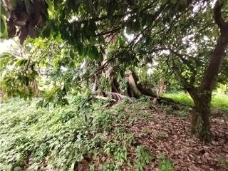 Foto 29 de FINCA PRODUCTIVA EN VENTA EN BOLO LA ITALIA 