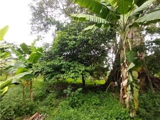 Foto 30 de FINCA PRODUCTIVA EN VENTA EN BOLO LA ITALIA 