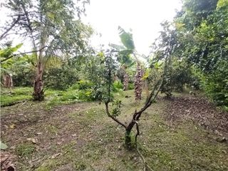 Foto 38 de FINCA PRODUCTIVA EN VENTA EN BOLO LA ITALIA 