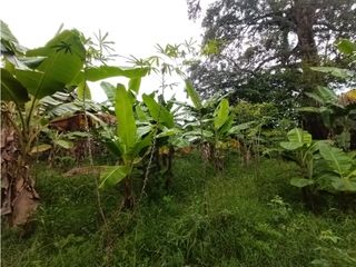 Foto 62 de FINCA PRODUCTIVA EN VENTA EN BOLO LA ITALIA 