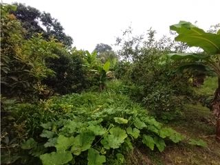 Foto 65 de FINCA PRODUCTIVA EN VENTA EN BOLO LA ITALIA 