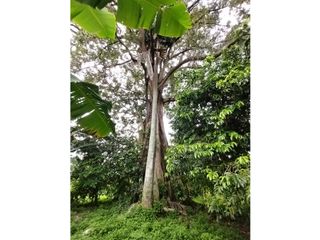 Foto 26 de FINCA PRODUCTIVA EN VENTA EN BOLO LA ITALIA 