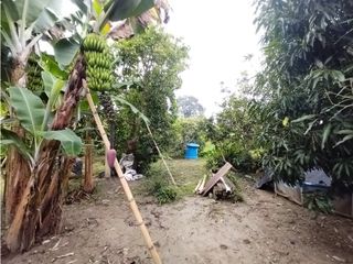 Foto 41 de FINCA PRODUCTIVA EN VENTA EN BOLO LA ITALIA 