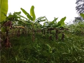 Foto 53 de FINCA PRODUCTIVA EN VENTA EN BOLO LA ITALIA 