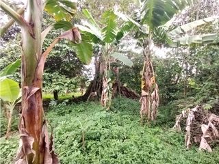 Foto 37 de FINCA PRODUCTIVA EN VENTA EN BOLO LA ITALIA 