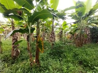 Foto 66 de FINCA PRODUCTIVA EN VENTA EN BOLO LA ITALIA 