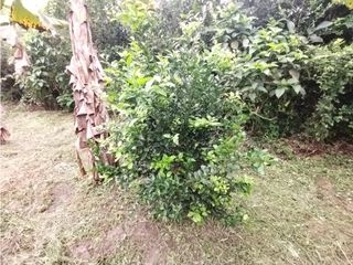 Foto 22 de FINCA PRODUCTIVA EN VENTA EN BOLO LA ITALIA 