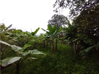 Foto 43 de FINCA PRODUCTIVA EN VENTA EN BOLO LA ITALIA 