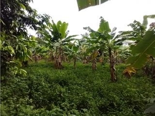 Foto 46 de FINCA PRODUCTIVA EN VENTA EN BOLO LA ITALIA 
