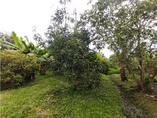 Foto 28 de FINCA PRODUCTIVA EN VENTA EN BOLO LA ITALIA 