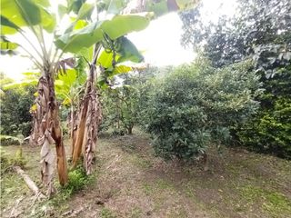 Foto 55 de FINCA PRODUCTIVA EN VENTA EN BOLO LA ITALIA 