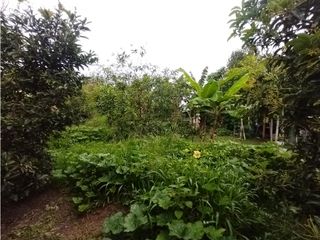 Foto 74 de FINCA PRODUCTIVA EN VENTA EN BOLO LA ITALIA 