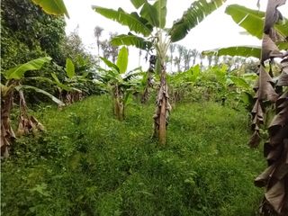 Foto 60 de FINCA PRODUCTIVA EN VENTA EN BOLO LA ITALIA 
