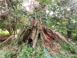 Foto 56 de FINCA PRODUCTIVA EN VENTA EN BOLO LA ITALIA 