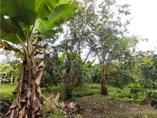 Foto 23 de FINCA PRODUCTIVA EN VENTA EN BOLO LA ITALIA 