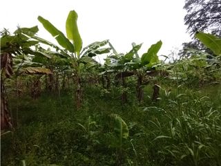 Foto 70 de FINCA PRODUCTIVA EN VENTA EN BOLO LA ITALIA 