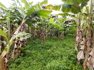 Foto 25 de FINCA PRODUCTIVA EN VENTA EN BOLO LA ITALIA 