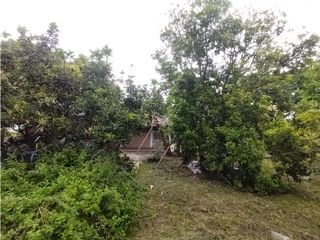 Foto 32 de FINCA PRODUCTIVA EN VENTA EN BOLO LA ITALIA 