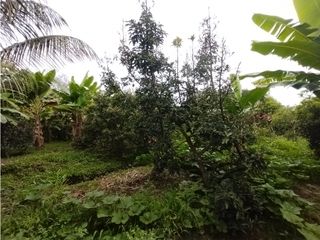 Foto 64 de FINCA PRODUCTIVA EN VENTA EN BOLO LA ITALIA 