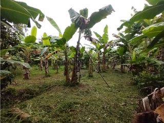 Foto 58 de FINCA PRODUCTIVA EN VENTA EN BOLO LA ITALIA 