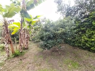 Foto 71 de FINCA PRODUCTIVA EN VENTA EN BOLO LA ITALIA 