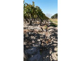 Foto 14 de VENTA DE FINCA 63 HAS - CHILVICOY, SAN MARTIN , MENDOZA