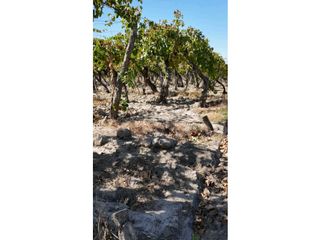 Foto 13 de VENTA DE FINCA 63 HAS - CHILVICOY, SAN MARTIN , MENDOZA