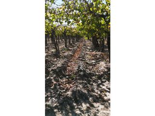 Foto 11 de VENTA DE FINCA 63 HAS - CHILVICOY, SAN MARTIN , MENDOZA