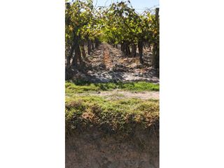 Foto 15 de VENTA DE FINCA 63 HAS - CHILVICOY, SAN MARTIN , MENDOZA