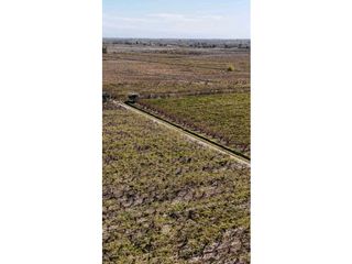 Foto 8 de VENTA DE FINCA 63 HAS - CHILVICOY, SAN MARTIN , MENDOZA